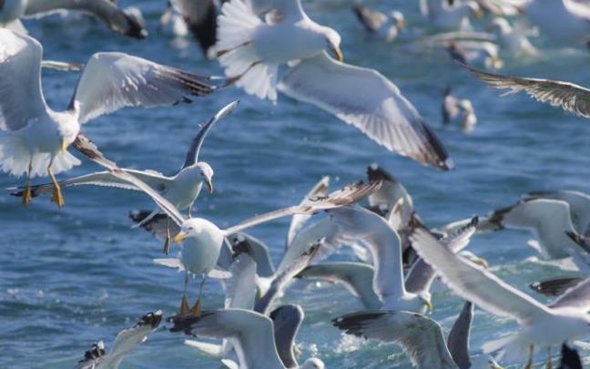 Varias aves marinas.