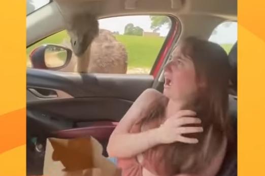 La joven, asustada ante la presencia del avestruz.
