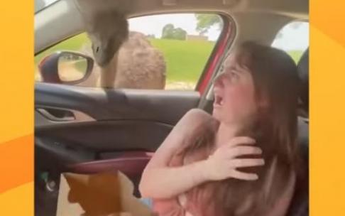 La joven, asustada ante la presencia del avestruz.