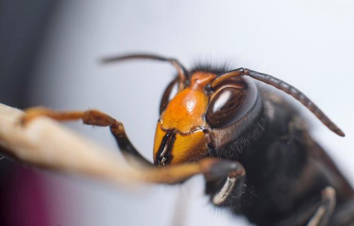 La avispa asiática ('Vespa velutina') es una de las especies invasoras que en los últimos años se ha expandido y causa importantes daños económicos en la agricultura por sus ataques a los enjambres de abejas.