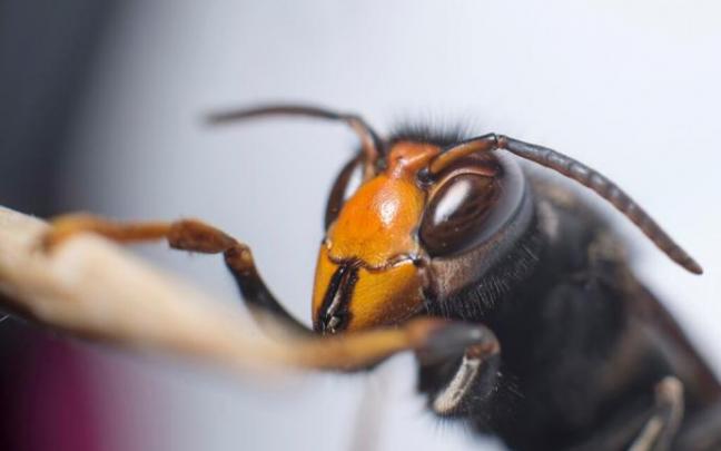 La avispa asiática ('Vespa velutina') es una de las especies invasoras que en los últimos años se ha expandido y causa importantes daños económicos en la agricultura por sus ataques a los enjambres de abejas.