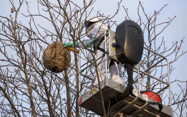 Un empleado municipal retira un nido de avispón asiático.