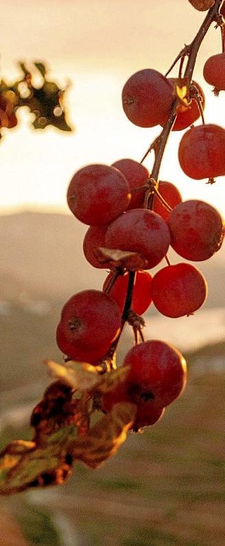 Racimo de uvas rojas. Foto: Maria M. Cardeiro