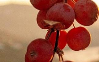 Racimo de uvas rojas. Foto: Maria M. Cardeiro Racimo de uvas rojas. Foto: Maria M. Cardeiro