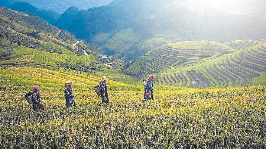 Los espectaculares prados de Camboya.