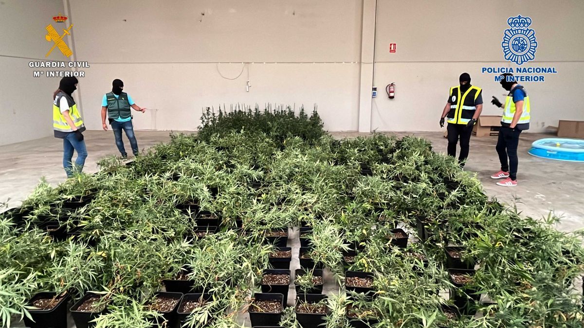 Registro de una nave en Oion con plantas de marihuana en su interior