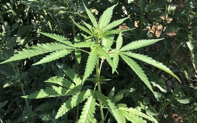 La farmac&eacute;utica ha producido tres f&aacute;rmacos de CBD.