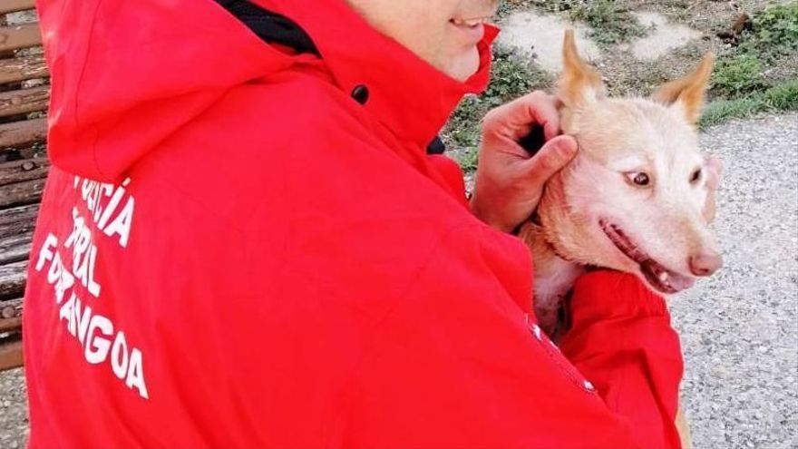 Imagen del animal compartida por la Policía Foral