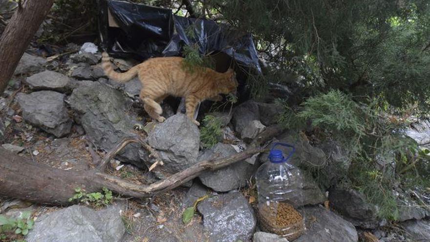 Un gato callejero buscando comida (imagen ajena a la información)