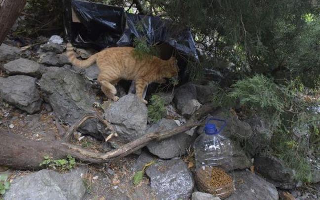 Un gato callejero buscando comida (imagen ajena a la información)