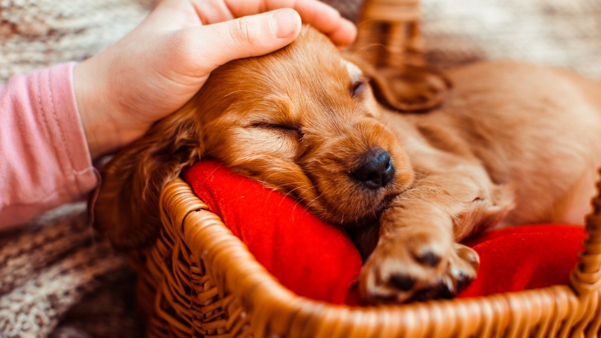 Un cachorro se acurruca plácidamente en su cama.