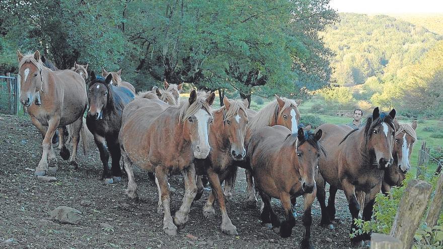 El caballar, que suele pastar libremente, es la opción de numerosos ganaderos.