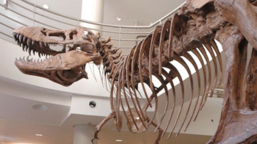 Los grandes depredadores de dinosaurios, como el Tyrannosaurus rex, evolucionaron con diferentes formas de cuencas oculares