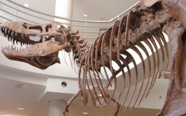 Los grandes depredadores de dinosaurios, como el Tyrannosaurus rex, evolucionaron con diferentes formas de cuencas oculares Los grandes depredadores de dinosaurios, como el Tyrannosaurus rex, evolucionaron con diferentes formas de cuencas oculares