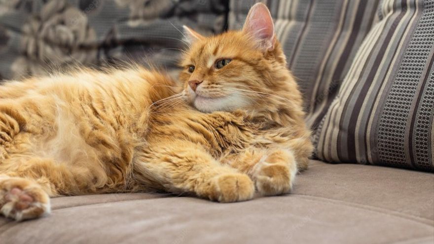 Un gato mira fijamente a un punto mientras está recostado en el sofá.