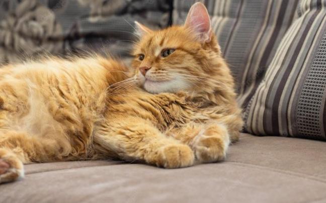 Un gato mira fijamente a un punto mientras está recostado en el sofá. Un gato mira fijamente a un punto mientras está recostado en el sofá.