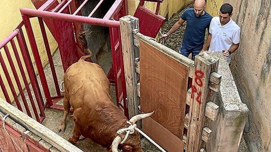 Instante en el que el toro de El Tolco acaba de ser ensogado.