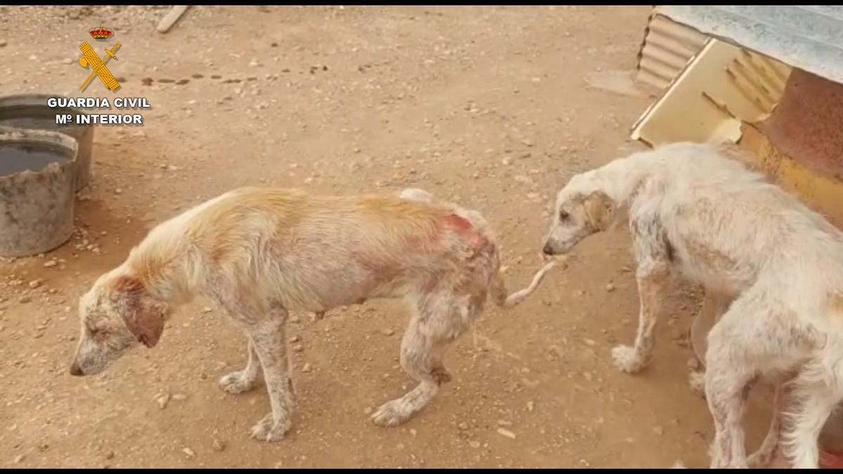 Los perros se encontraban en pésimas condiciones sanitarias.