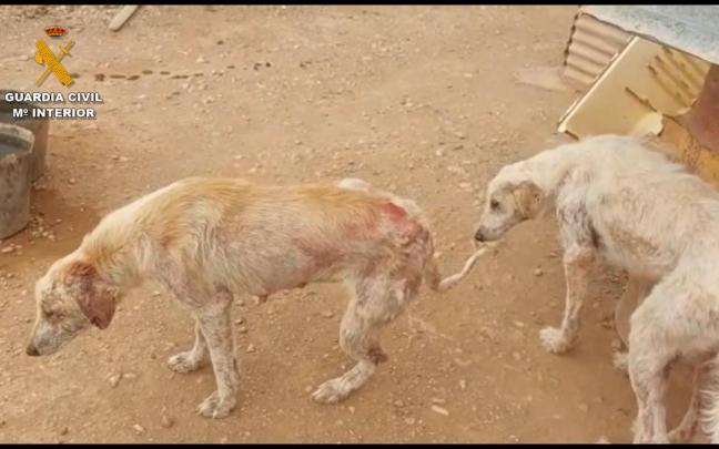 Los perros se encontraban en pésimas condiciones sanitarias.