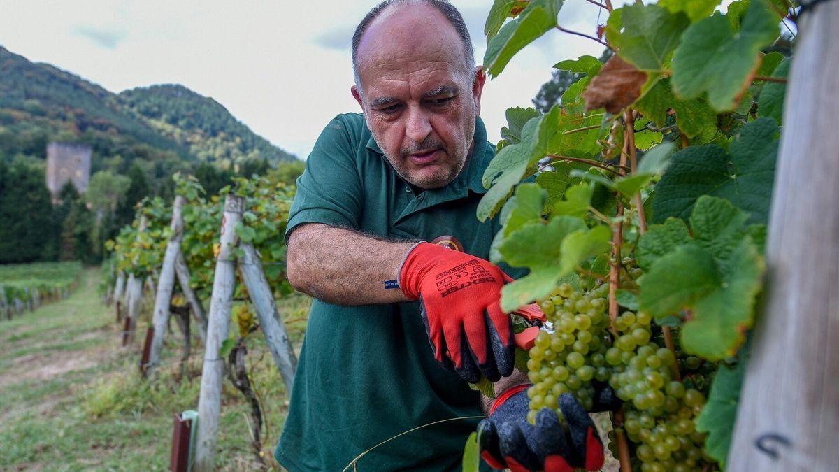 El responsable de la bodega Galdames, Unai Sulibarria, trabaja en la vendimia.