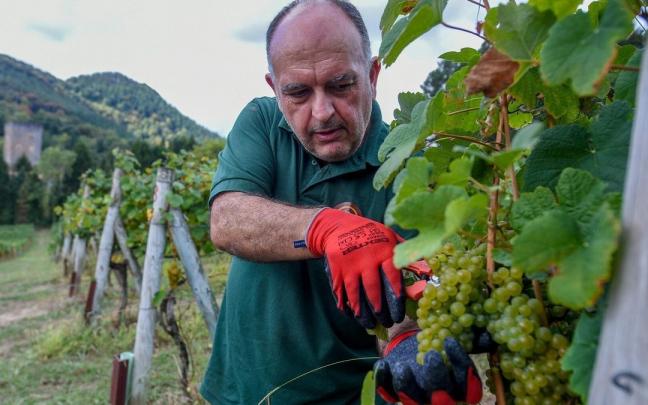 El responsable de la bodega Galdames, Unai Sulibarria, trabaja en la vendimia.
