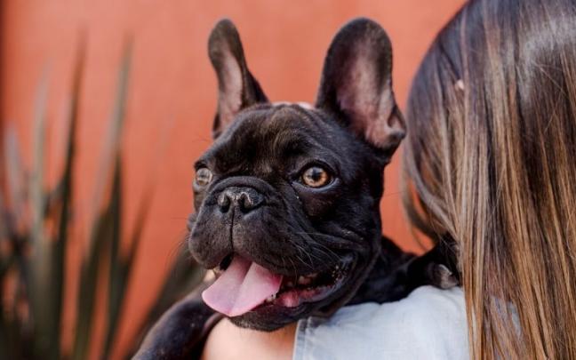 Bulldog francés junto a su dueña. Bulldog francés junto a su dueña.