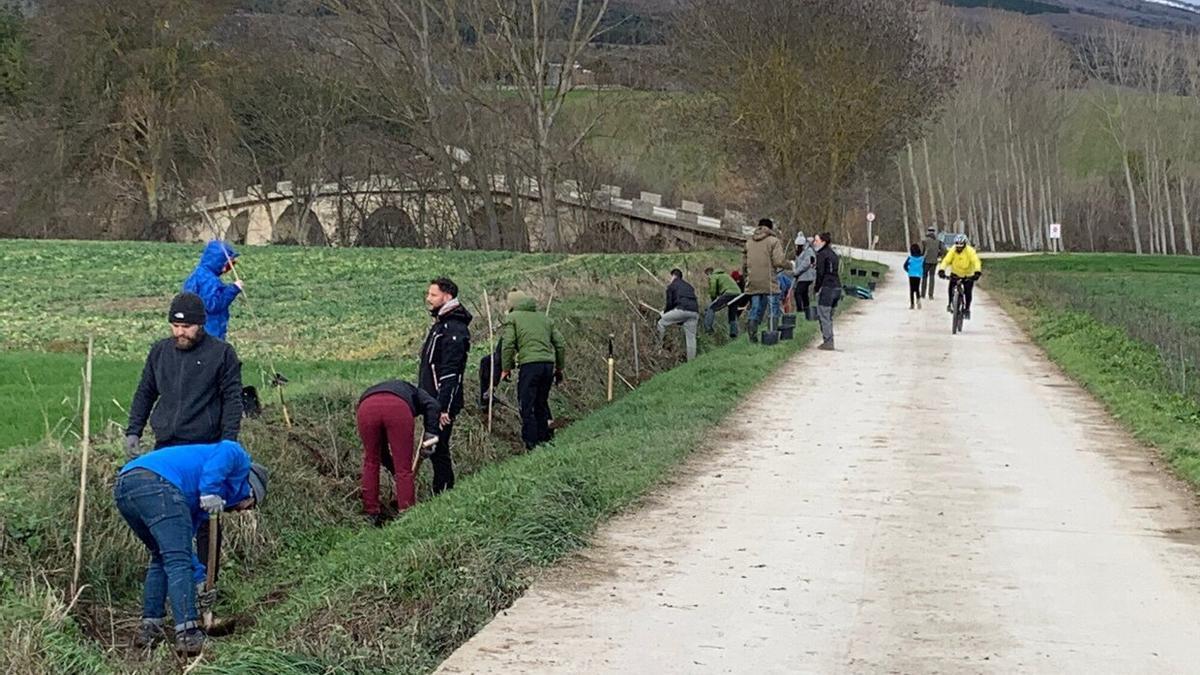 Vecinos de Ibero y alumnos de Isterria, plantando los árboles que han sido destrozados este fin de semana.