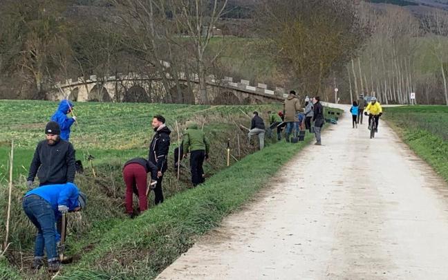 Vecinos de Ibero y alumnos de Isterria, plantando los &aacute;rboles que han sido destrozados este fin de semana.