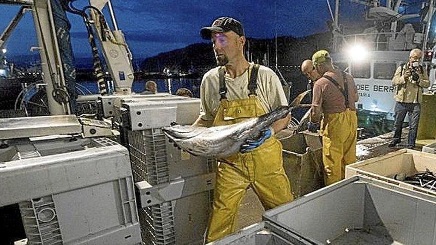 Descarga de bonito en el puerto de Getaria, uno de los principales de la flota vasca.