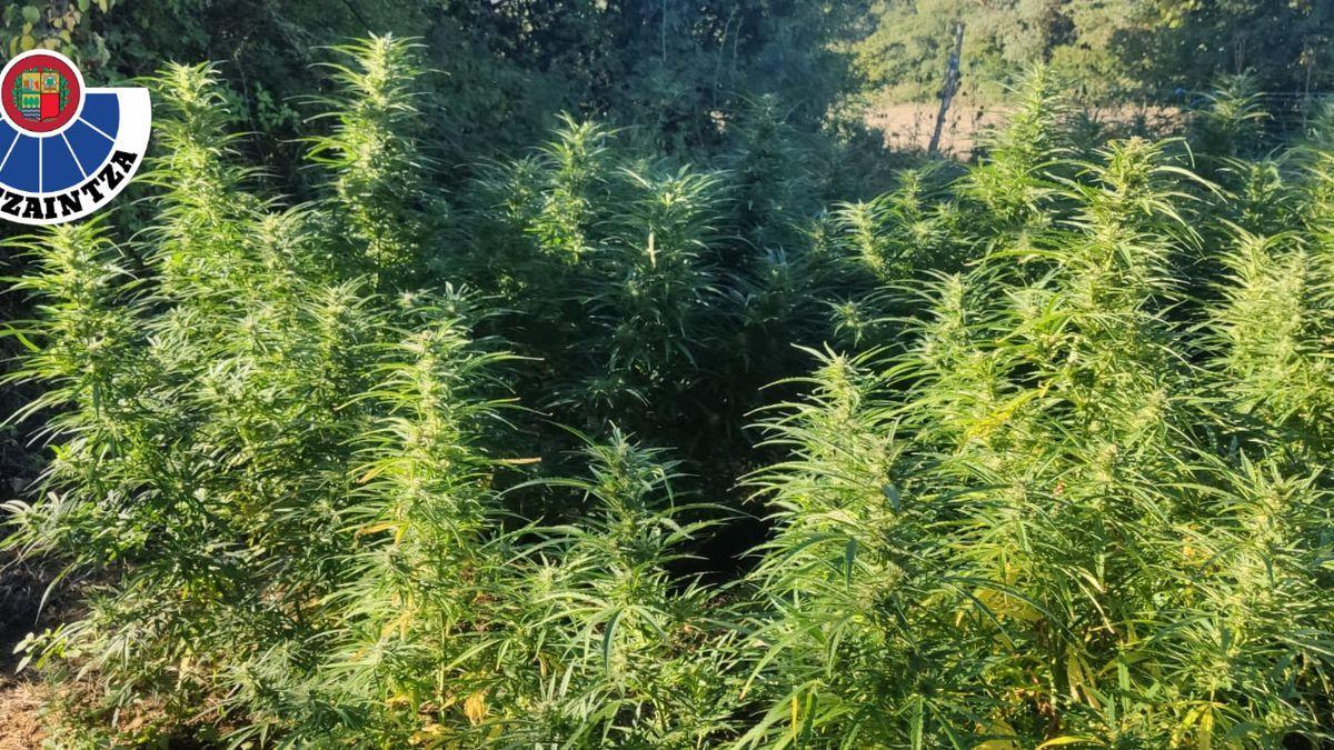 Marihuana hallada en una de las plantaciones