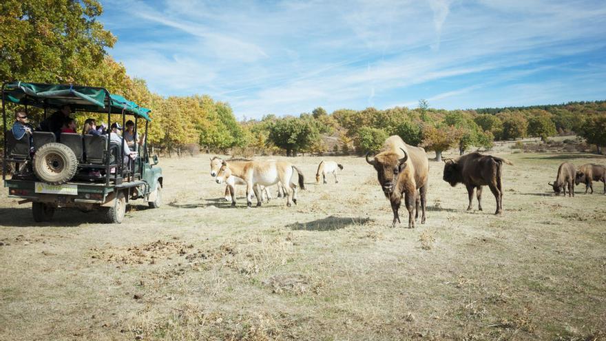 El acercamiento a los bisontes europeos y al resto de los animales se hace en vehículos todo terreno.