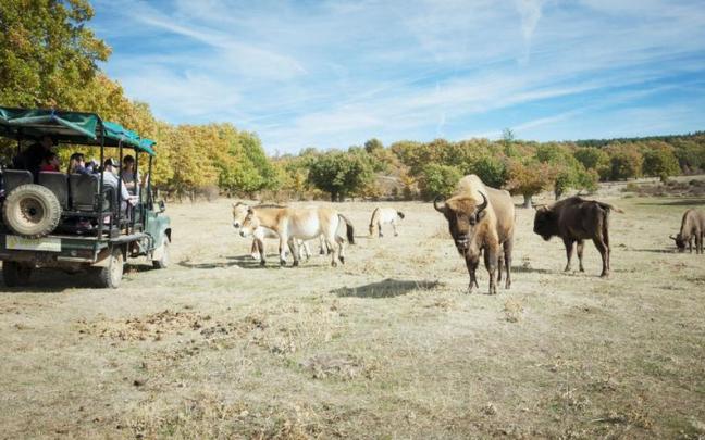 El acercamiento a los bisontes europeos y al resto de los animales se hace en vehículos todo terreno.
