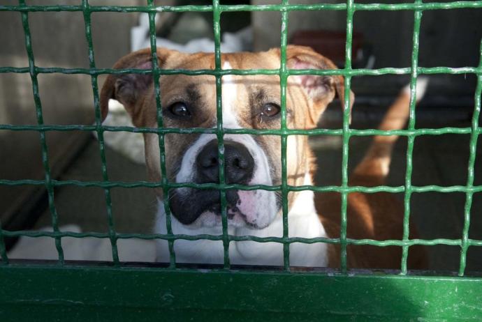 Perro abandonado en el centro municipal de protección animal de Armentia