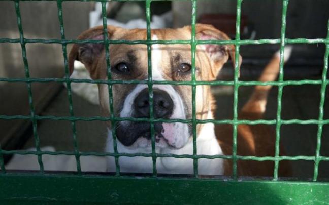 Perro abandonado en el centro municipal de protección animal de Armentia