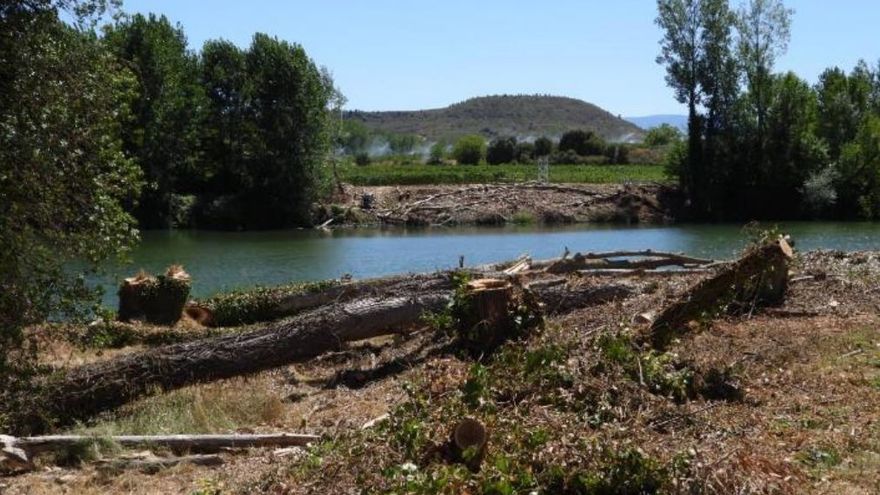 Árboles talados en Baños de Ebro