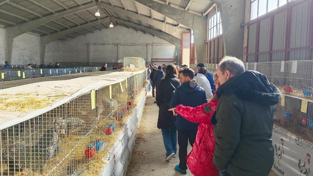 Visitantes de la séptima edición del Certamen de Avicultura en Tafalla