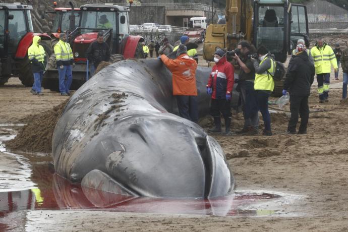 Ballena varada en Sopela.