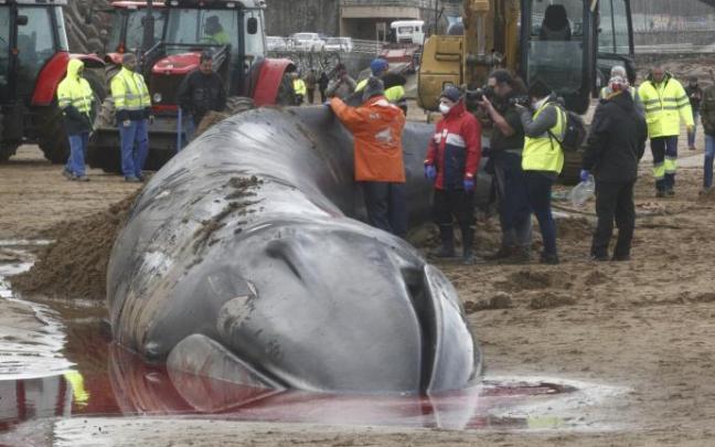 Ballena varada en Sopela. Ballena varada en Sopela.