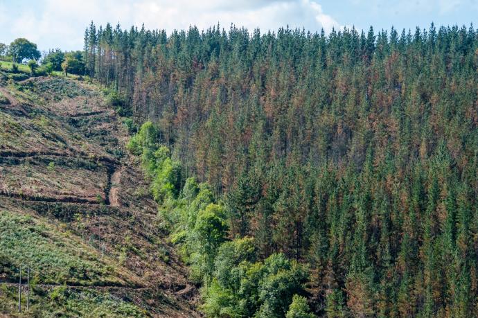 Bizkaia rociará con bioestimulantes desde helicóptero pinos con banda marrón