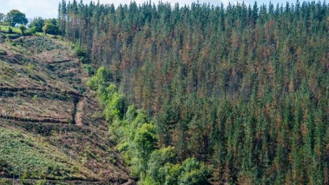 Bizkaia rociará con bioestimulantes desde helicóptero pinos con banda marrón Bizkaia rociará con bioestimulantes desde helicóptero pinos con banda marrón