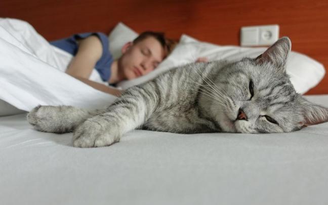 El que animales y humanos duerman en la misma cama suscita muchas dudas. El que animales y humanos duerman en la misma cama suscita muchas dudas.