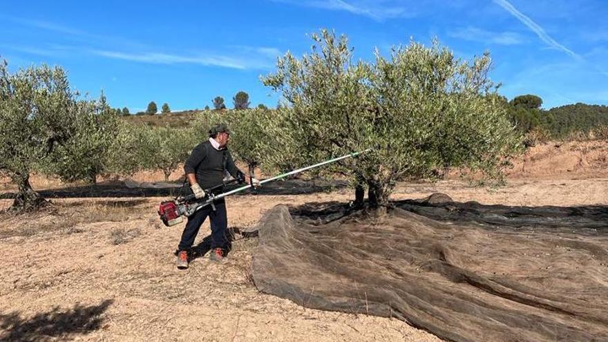 Recogida de la Oliva