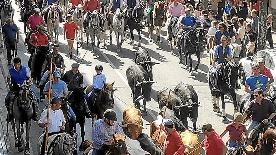 Multitudinario toro con soga y trashumancia en Lodosa con una vaca escapada