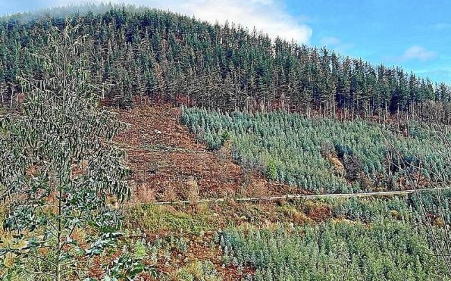 El Ayuntamiento apostará por las especies autóctonas para frenar la expansión del eucalipto.