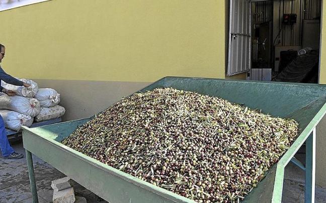 Una cosecha de olivas, esperando la entrada al trujal.