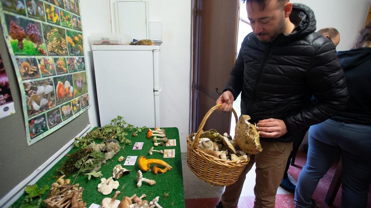 Un hombre compara las setas de su cesta con las del muestrario