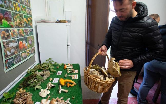 Un hombre compara las setas de su cesta con las del muestrario
