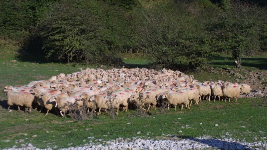 Un rebaño de ovejas pastando en Sorogain.