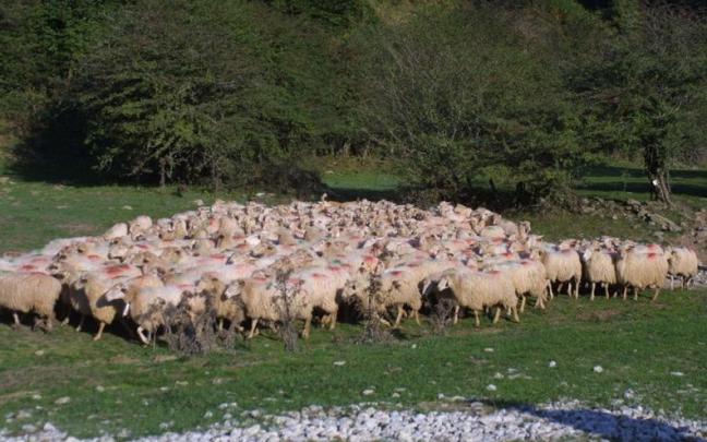 Un rebaño de ovejas pastando en Sorogain.
