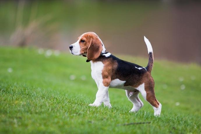 Un perro beagle, raza utilizada para el estudio
